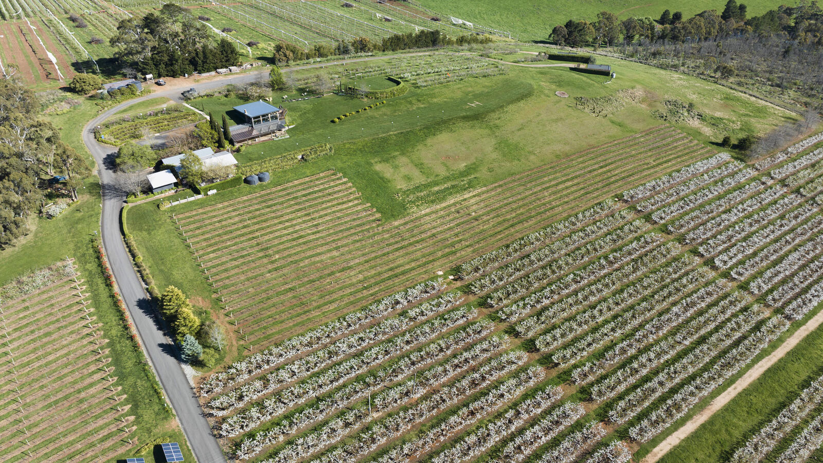 borrodell-vineyard-spring-orange-nsw-225